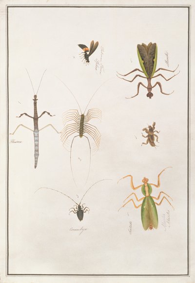 Six Arthropods, from Drawings of Animals, Insects and Reptiles from Malacca by Chinese School